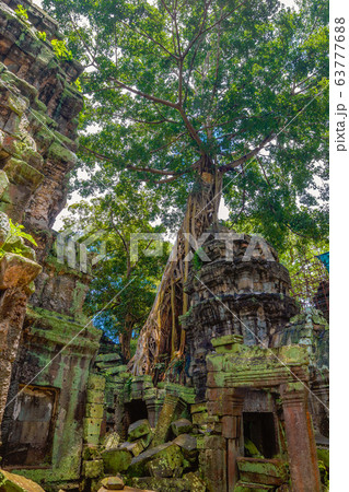 Ta Prohm Temple Ruin in Jungle 63777688