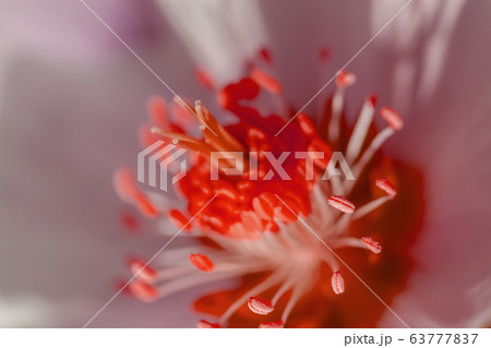 beautiful forest flower blossom macro closeup 63777837