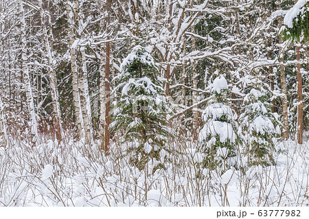 Winter Forest Background with Small Spruce Trees Winter Forest Background with Small Spruce Trees 63777982