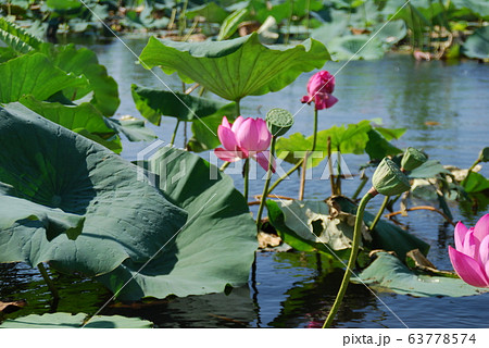 蓮池　はす 63778574