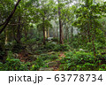 Green Jungle Forest Nature Background 63778734