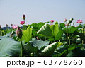 蓮池　はす 63778760
