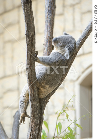 【昼寝・睡眠イメージ】眠るコアラ 【昼寝・睡眠イメージ】眠るコアラ 63778895