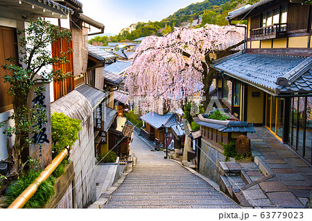 産寧坂のしだれ桜 産寧坂のしだれ桜 63779023