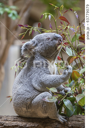 コアラ ユーカリの葉っぱを食べるコアラの写真素材