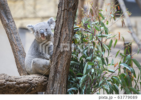 【コアラ】ユーカリの葉っぱを食べるコアラ 63779089