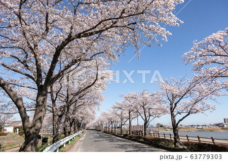 伊佐沼の桜並木 川越市 63779303