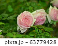 バラ　薔薇 63779428