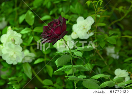 薔薇　ばら 63779429