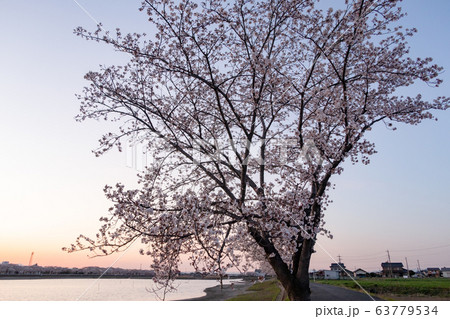 伊佐沼の桜 川越市 63779534
