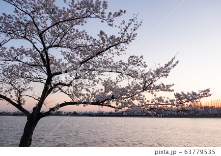 伊佐沼の桜 川越市 63779535