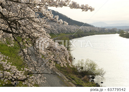 一目千本桜　桜 63779542