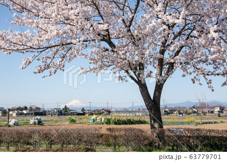 桜と富士山 埼玉県川越市 63779701