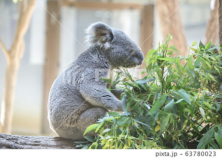 コアラ ユーカリの葉っぱを食べるコアラの写真素材