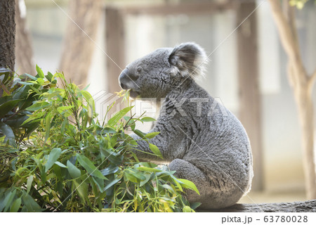 コアラ ユーカリの葉っぱを食べるコアラの写真素材