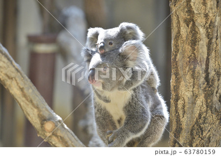 【子育てイメージ】コアラの母子　〜赤ちゃんコアラをおんぶして歩く母コアラ〜 63780159