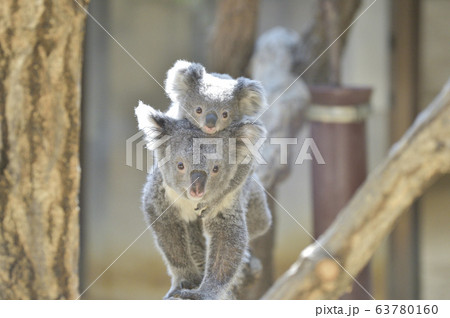 【子育てイメージ】コアラの母子　〜赤ちゃんコアラをおんぶして歩く母コアラ〜 63780160