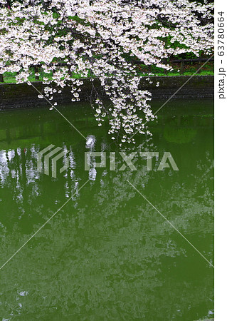 間々田八幡宮の桜 間々田八幡宮の桜 63780664