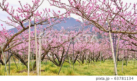 桃の名産地 和歌山県紀の川市 満開の桃畑 桃の名産地 和歌山県紀の川市 満開の桃畑 63781134