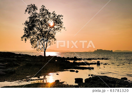 Tree on Tub Kaek beach iat sunset, Krabi Tree on Tub Kaek beach iat sunset, Krabi 63781320