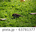 すずめ 63781377