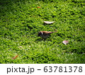 すずめ 63781378