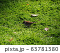 すずめ 63781380