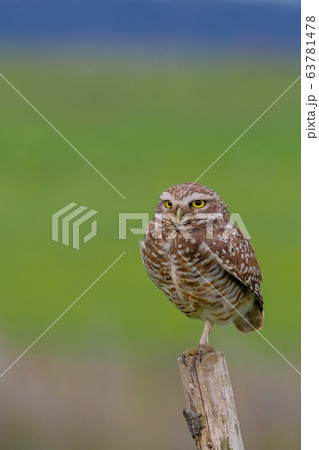 Beautiful Burrowing Owl with yellow eyes, Athene Cunicularia, standing on a pole, Uruguay, South America 63781478
