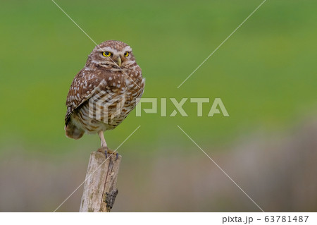 Beautiful Burrowing Owl with yellow eyes, Athene Cunicularia, standing on a pole, Uruguay, South America 63781487