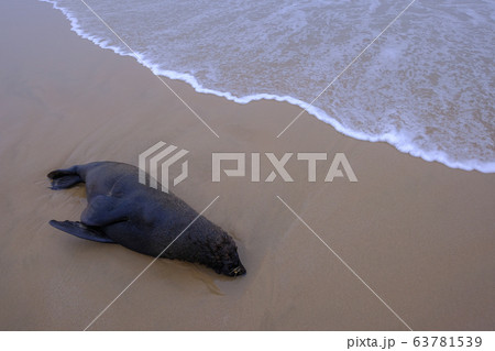 Dead beached Sea Lion, Otariinae, at the coast of Santa Teresa National Park near Cabo Polonio, Rocha, Uruguay 63781539