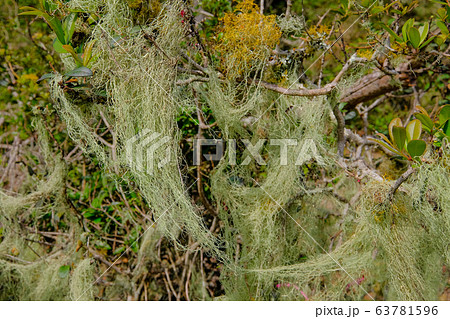 Beard lichen growing on trees in the forest, Lagoa do Peixe National Park, Rio Grande Do Sul, Brazil 63781596