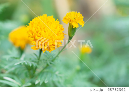 Closeup yellow marigold flowers in garden 63782362