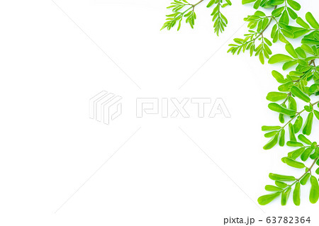 Closeup young moringa leaves branch, herb  63782364