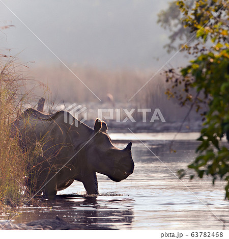 Greater One horned Rhinoceros in Bardia, Nepal Greater One horned Rhinoceros in Bardia, Nepal 63782468