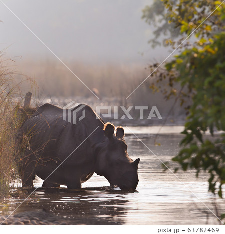 Greater One horned Rhinoceros in Bardia, Nepal Greater One horned Rhinoceros in Bardia, Nepal 63782469