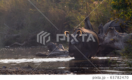 Greater One horned Rhinoceros in Bardia, Nepal Greater One horned Rhinoceros in Bardia, Nepal 63782470