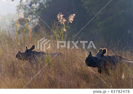 Greater One horned Rhinoceros in Bardia, Nepal Greater One horned Rhinoceros in Bardia, Nepal 63782478