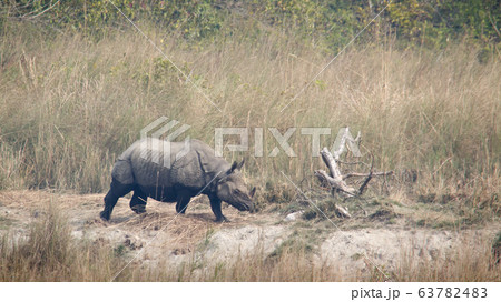 Greater One horned Rhinoceros in Bardia, Nepal 63782483