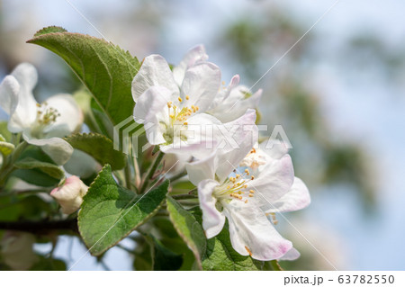 長野県 林檎の花 5月 の写真素材