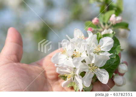 長野県 林檎の花 手 (5月) 長野県 林檎の花 手 (5月) 63782551
