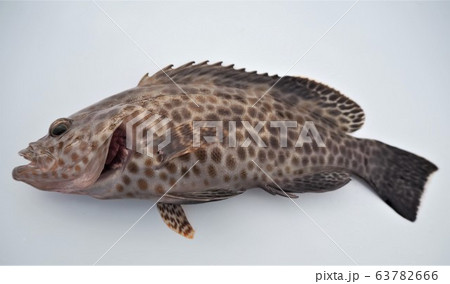 オオモンハタ	 63782666