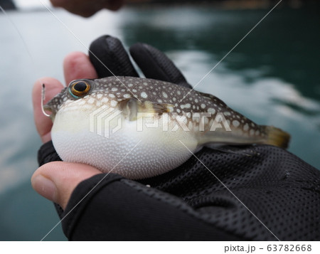 釣られてふくらんだクサフグ の写真素材