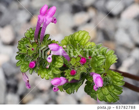 ホトケノザの花 ホトケノザの花 63782788