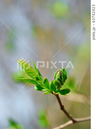 spring buds on trees, blooming and young leaves, spring buds on trees, blooming and young leaves, 63782823