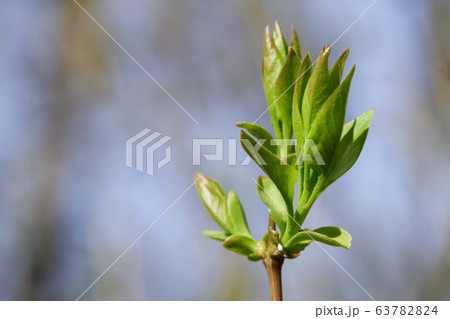 spring buds on trees, blooming and young leaves, 63782824