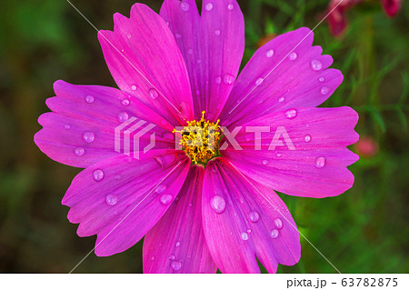 Israel, Beauty, Beauty In Nature, Blossom, Israel, Beauty, Beauty In Nature, Blossom, 63782875