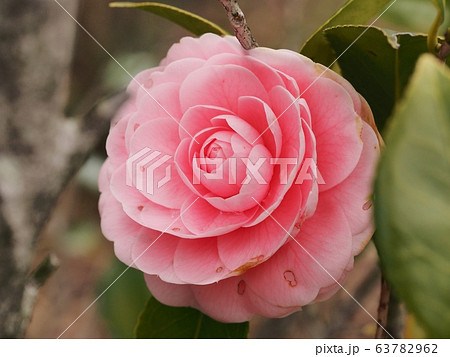 乙女椿 乙女椿の花 乙女椿 乙女椿の花 63782962