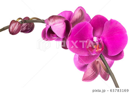 Branch of pink phalaenopsis or Moth orchid from 63783169