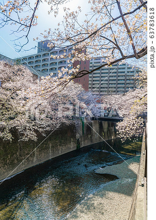 日本の春 東京都板橋区 石神井川緑道沿いの桜並木 日本の春 東京都板橋区 石神井川緑道沿いの桜並木 63783618