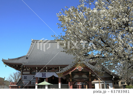 池上本門寺 大堂 桜 境内 日蓮大聖人 池上本門寺 大堂 桜 境内 日蓮大聖人 63783981